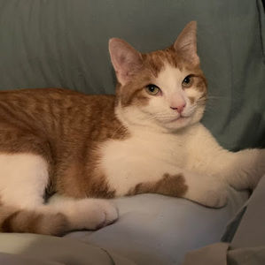 Meet your Posher, Amber